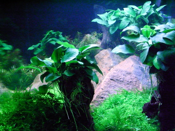 Heimtiermesse 2009   059.jpg